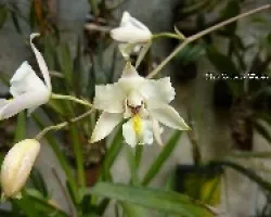 Laelia albida