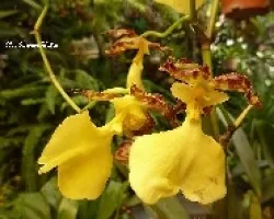Oncidium tigrinum