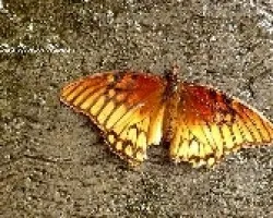 Mariposa tomando agua