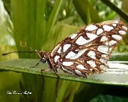 Mariposa tomando agua