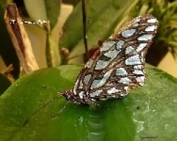 Mariposa tomando agua