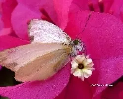 Otra Mariposa