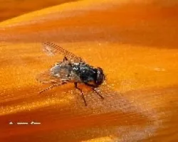 Mosca en ave del paraiso