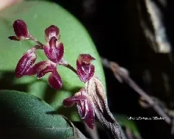 Trichosalpinx ciliare