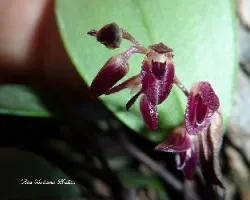 Trichosalpinx ciliare