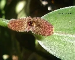 Restrepiella ophiocephala