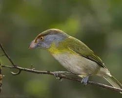 Juan Chiviro
