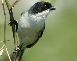 Monterita cabeza negra (Poospiza melanoleuca)
