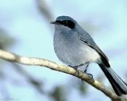 Tacuarita azul