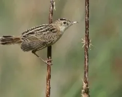 Buitrón