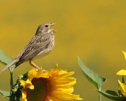 Cantando al sol