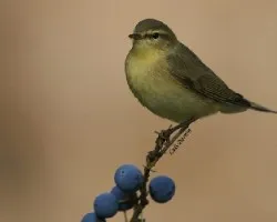 Mosquitero musical
