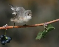 Curruquita haciendo la rueda