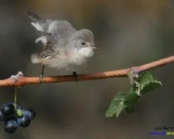 Barbon haciendo la rueda