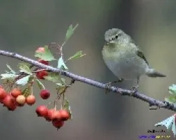 Mosqui
