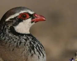 Pediz roja