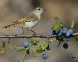 Mosquitero papialbo