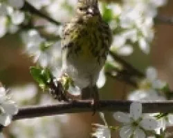 Verdecillo en Primavera