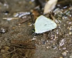 Leptophobia prob. eleusis hembra