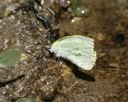 Leptophobia prob. helena o eleusis