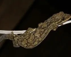 Thecadactylus rapicaudus