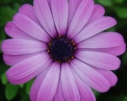 Flor lila