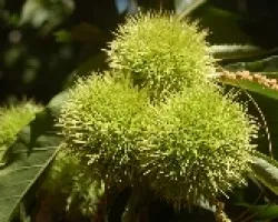 Castanas
