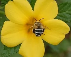 Amarillo