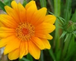 Llamativo Naranja