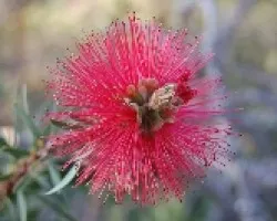 Florecilla