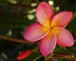 Florecida