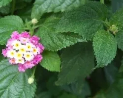 Combinacion de colores