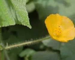 Flor silvestre