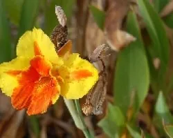 Bicolor