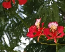 Flor de la cumbre