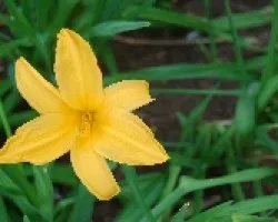 Flor Silvestre