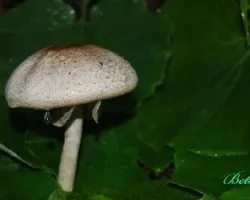 Seta y gota