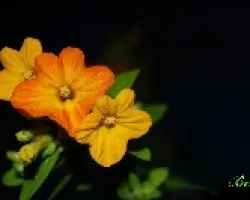 3 flores