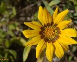 Flor de un parque