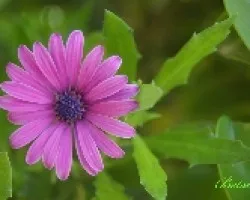 Flor