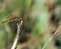Libelula dorada