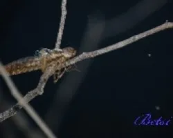 Larva
