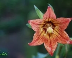 Flor de un parque