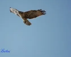 En pleno vuelo