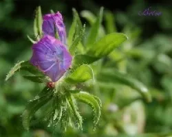 Flor de barranco