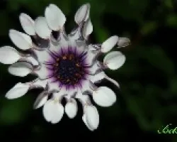 Florecilla