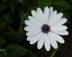 Reluciente