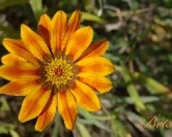 Flor
