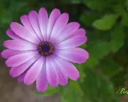 Lila