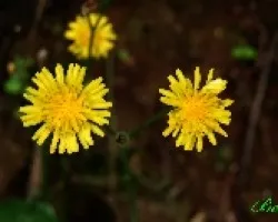 Amarillas